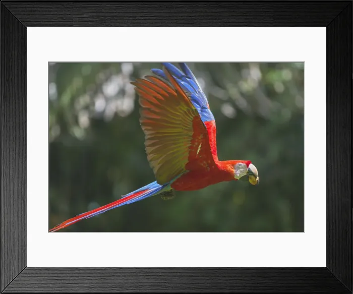 Framed Print : Scarlet Macaw (Ara macao) in flight, Corcovado National Park, Osa Peninsula, Costa Rica Framed Print : Scarlet Macaw (Ara macao) in flight, Corcovado National Park, Osa Peninsula, Costa Rica