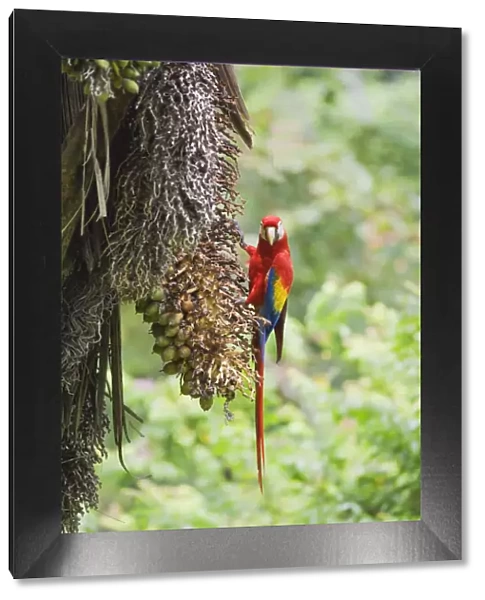 Scarlet Macaw (Ara macao) perching on a tree, Corcovado National Park, Osa Peninsula