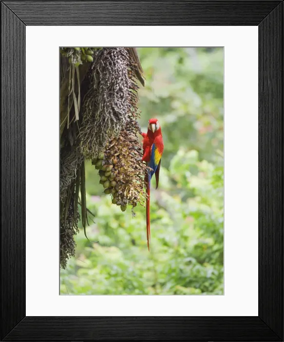 Framed Print : Scarlet Macaw (Ara macao) perching on a tree, Corcovado National Park, Osa Peninsula Framed Print : Scarlet Macaw (Ara macao) perching on a tree, Corcovado National Park, Osa Peninsula