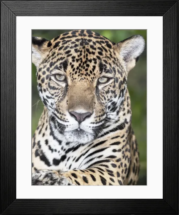 Framed Print : Close-up of an adult male Jaguar (Panthera onca), Costa Rica, Central America Framed Print : Close-up of an adult male Jaguar (Panthera onca), Costa Rica, Central America
