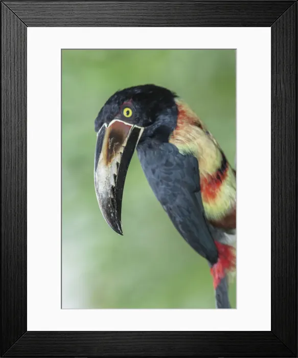 Framed Print : Collared Aracari (Pteroglossus torquatus), Sarapiqui, Costa Rica, Central America Framed Print : Collared Aracari (Pteroglossus torquatus), Sarapiqui, Costa Rica, Central America