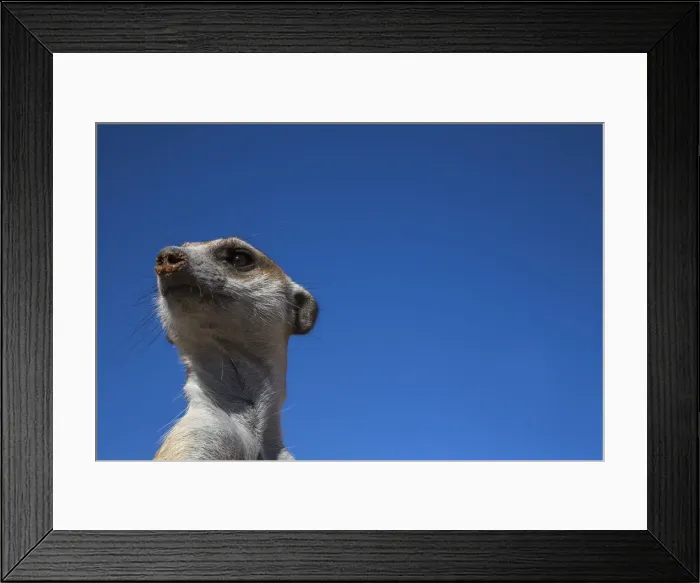 Framed Print : Meerkat (Suricata suricatta), Kgalagadi Transfrontier Park, Northern Cape, South Africa Framed Print : Meerkat (Suricata suricatta), Kgalagadi Transfrontier Park, Northern Cape, South Africa