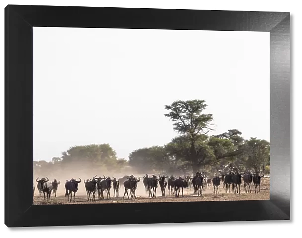 Wildebeest (Connochaetes taurinus) herd, Kgalagadi Transfrontier Park, South Africa