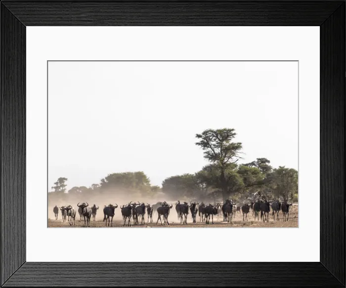 Framed Print : Wildebeest (Connochaetes taurinus) herd, Kgalagadi Transfrontier Park, South Africa Framed Print : Wildebeest (Connochaetes taurinus) herd, Kgalagadi Transfrontier Park, South Africa