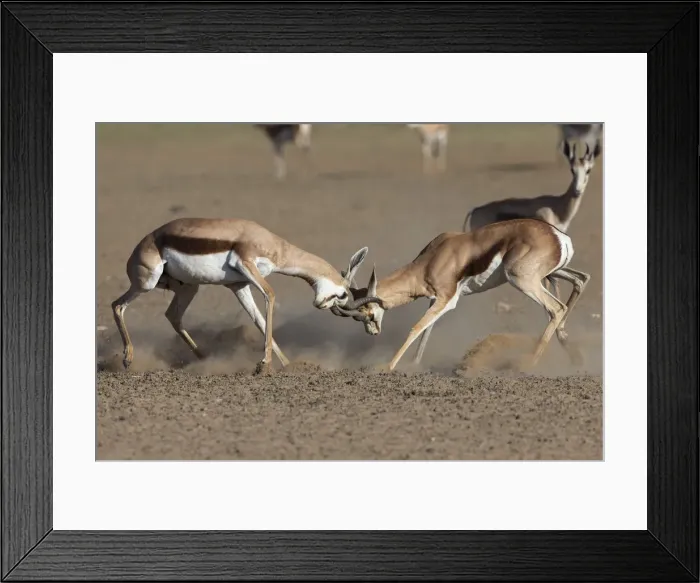 Framed Print : Springbok (Antidorcas marsupialis) fighting, Kgalagadi Transfrontier Park, South Africa Framed Print : Springbok (Antidorcas marsupialis) fighting, Kgalagadi Transfrontier Park, South Africa