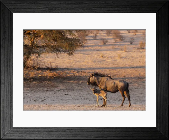 Framed Print : Wildebeest (Connochaetes taurinus) with calf, Kgalagadi Transfrontier Park, South Africa Framed Print : Wildebeest (Connochaetes taurinus) with calf, Kgalagadi Transfrontier Park, South Africa