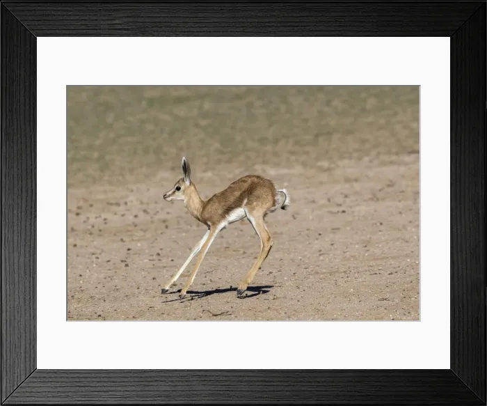 Framed Print : Springbok (Antidorcas marsupialis) calf, Kgalagadi Transfrontier Park, South Africa Framed Print : Springbok (Antidorcas marsupialis) calf, Kgalagadi Transfrontier Park, South Africa