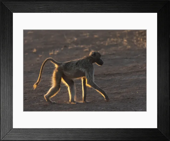Framed Print : Chacma baboon (Papio ursinus), Mashatu Game Reserve, Botswana, Africa Framed Print : Chacma baboon (Papio ursinus), Mashatu Game Reserve, Botswana, Africa