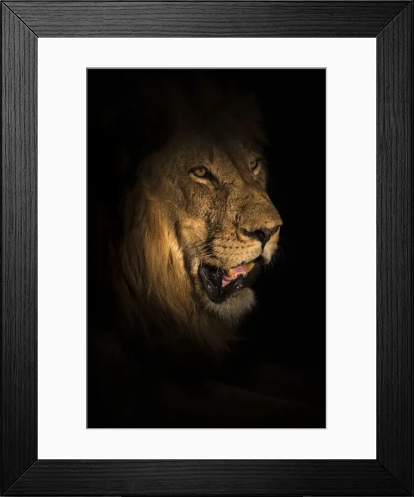 Framed Print : Lion (Panthera leo) at night, Elephant Plains, Sabi Sand Game Reserve, South Africa Framed Print : Lion (Panthera leo) at night, Elephant Plains, Sabi Sand Game Reserve, South Africa