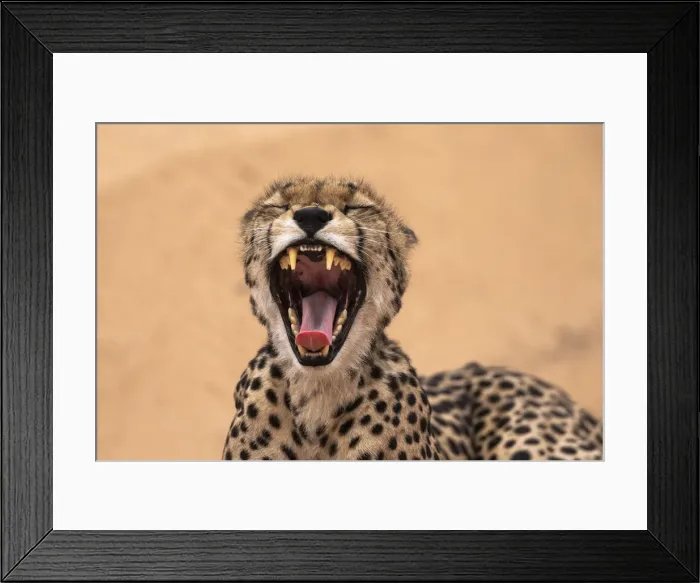 Framed Print : Cheetah (Acinonyx jubatus) yawning, Kgalagadi Transfrontier Park, South Africa, Africa Framed Print : Cheetah (Acinonyx jubatus) yawning, Kgalagadi Transfrontier Park, South Africa, Africa