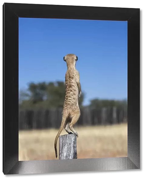 Meerkat (Suricata suricatta) sentry, Kgalagadi Transfrontier Park, Northern Cape