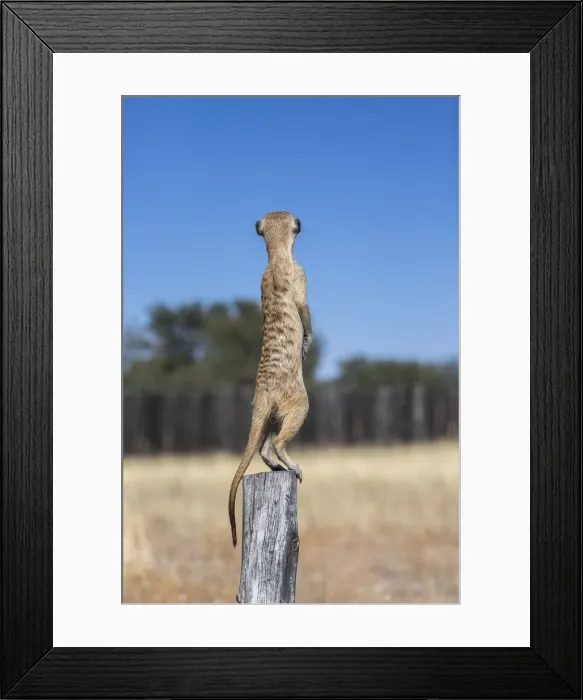 Framed Print : Meerkat (Suricata suricatta) sentry, Kgalagadi Transfrontier Park, Northern Cape Framed Print : Meerkat (Suricata suricatta) sentry, Kgalagadi Transfrontier Park, Northern Cape