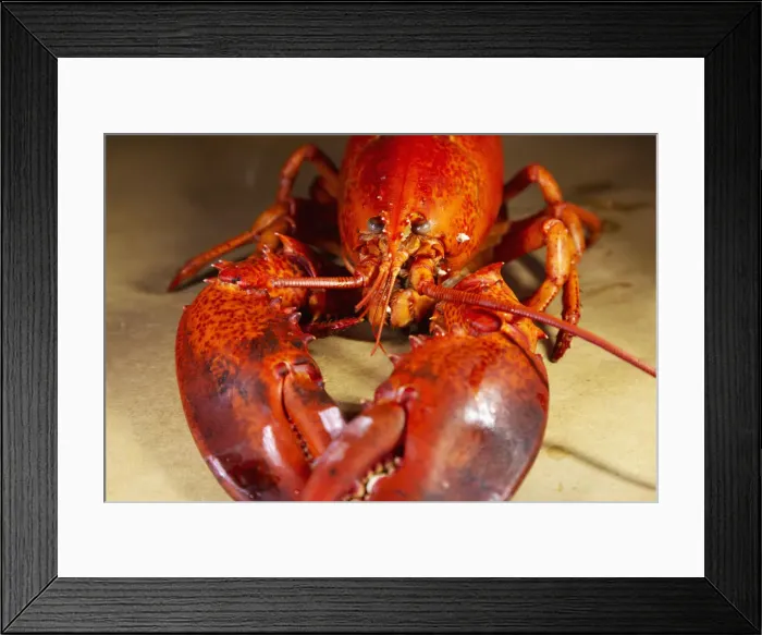 Framed Print : A cooked, locally landed lobster boiled and served ready to eat in a lobster dinner