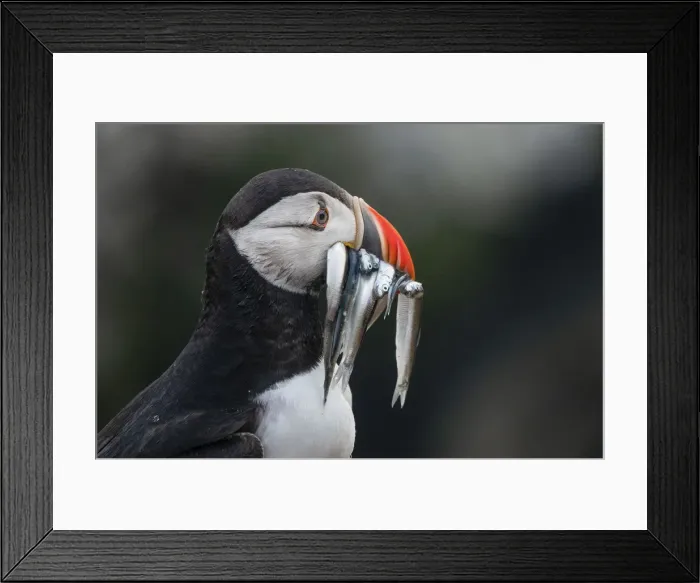 Framed Print : Puffin with eels in the rain on Skomer, Wales, United Kingdom, Europe Framed Print : Puffin with eels in the rain on Skomer, Wales, United Kingdom, Europe