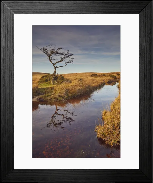 Framed Print : Marshland on the high rugged moors of Dartmoor National Park in evening sunlight Framed Print : Marshland on the high rugged moors of Dartmoor National Park in evening sunlight
