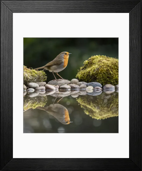 Framed Print : Robin reflected in a garden pond, York, North Yorkshire, England, United Kingdom, Europe Framed Print : Robin reflected in a garden pond, York, North Yorkshire, England, United Kingdom, Europe