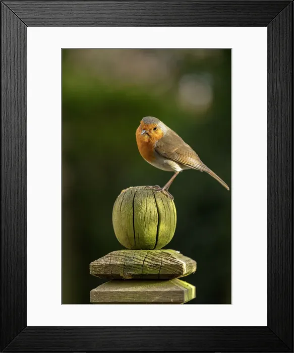 Framed Print : Robin perched on a weathered garden fence post in North Yorkshire, England Framed Print : Robin perched on a weathered garden fence post in North Yorkshire, England