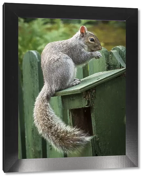 A Grey Squirrel photographed at a garden bird feeder in York, North Yorkshire, England