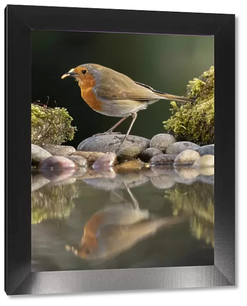 Robin reflected in a garden pond, York, North Yorkshire, England, United Kingdom, Europe
