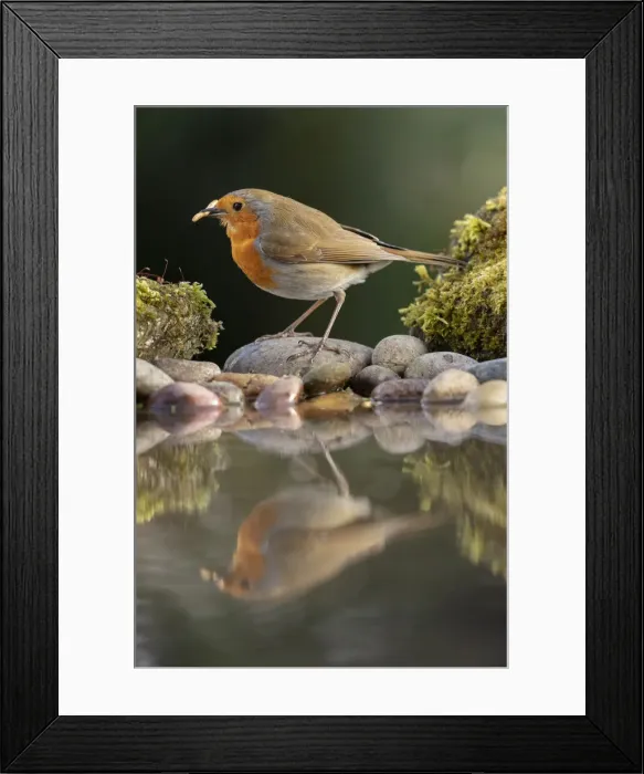 Framed Print : Robin reflected in a garden pond, York, North Yorkshire, England, United Kingdom, Europe Framed Print : Robin reflected in a garden pond, York, North Yorkshire, England, United Kingdom, Europe