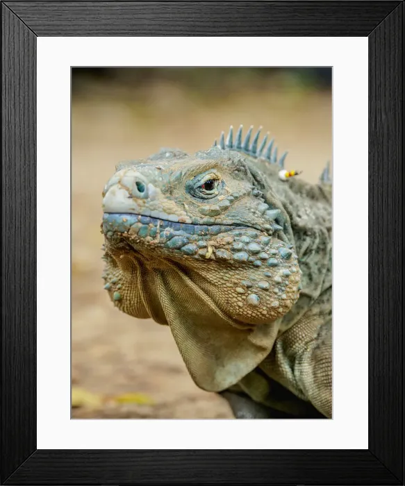 Framed Print : Blue iguana (Cyclura lewisi), Queen Elizabeth II Botanic Park, North Side, Grand Cayman Framed Print : Blue iguana (Cyclura lewisi), Queen Elizabeth II Botanic Park, North Side, Grand Cayman