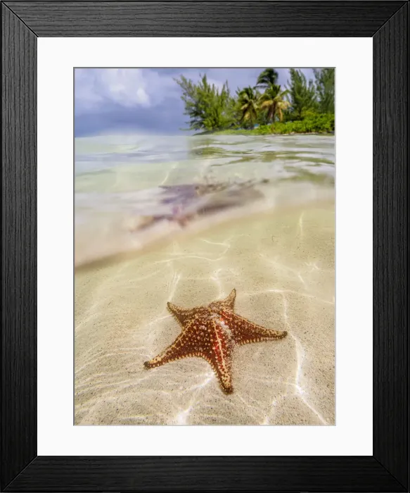 Framed Print : Sea star at Starfish Point, North Side, Grand Cayman, Cayman Islands, Caribbean Framed Print : Sea star at Starfish Point, North Side, Grand Cayman, Cayman Islands, Caribbean