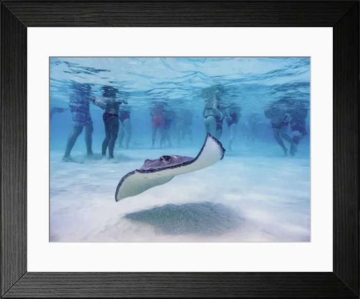 Framed Print : Southern stingray (Hypanus americanus), Stingray City, Grand Cayman, Cayman Islands Framed Print : Southern stingray (Hypanus americanus), Stingray City, Grand Cayman, Cayman Islands