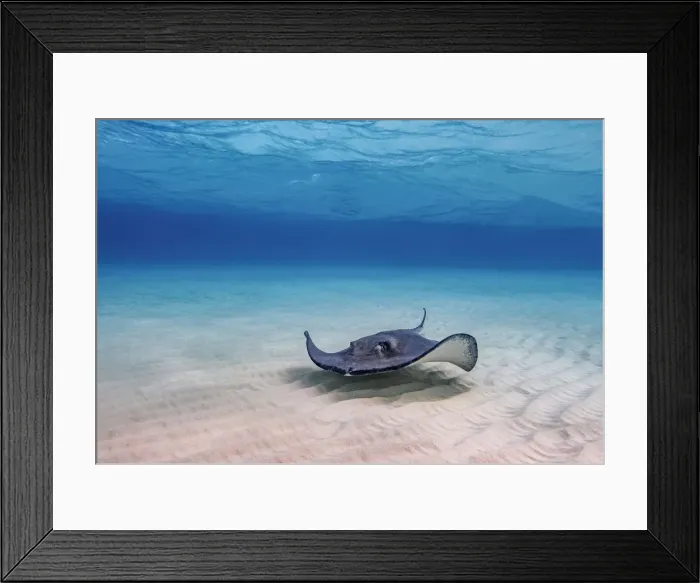 Framed Print : Southern stingray (Hypanus americanus), Stingray City, Grand Cayman, Cayman Islands Framed Print : Southern stingray (Hypanus americanus), Stingray City, Grand Cayman, Cayman Islands