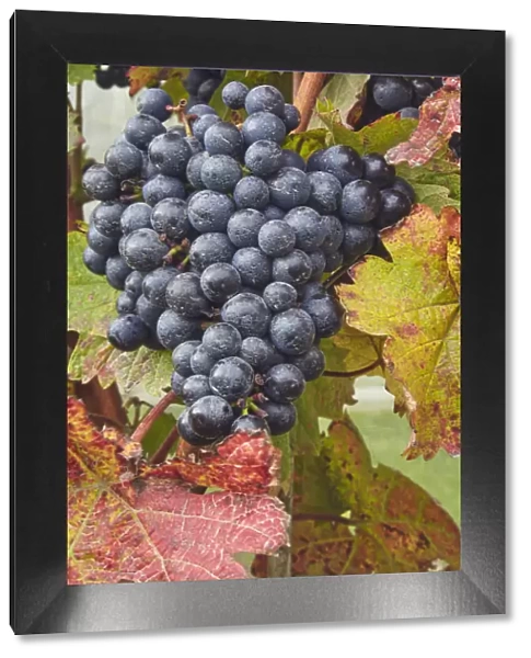 Dornfelder grapes ready for the autumn harvest, at Trevibban Mill Vineyard, near Padstow