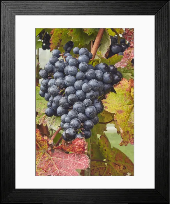 Framed Print : Dornfelder grapes ready for the autumn harvest, at Trevibban Mill Vineyard, near Padstow Framed Print : Dornfelder grapes ready for the autumn harvest, at Trevibban Mill Vineyard, near Padstow