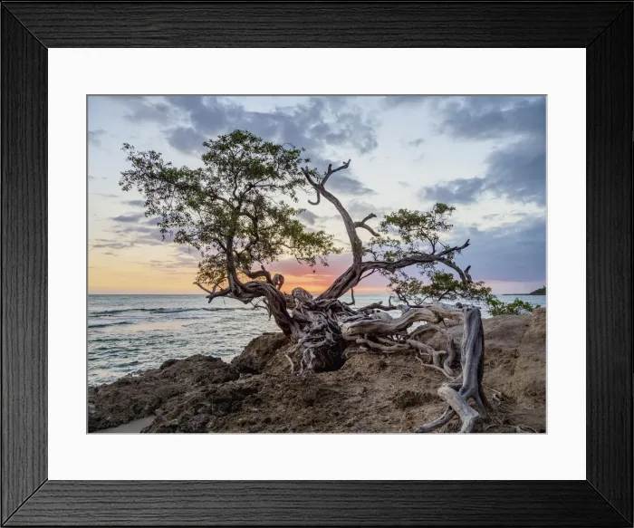 Framed Print : Lone Tree by the Jack Sprat Beach at sunset, Treasure Beach, Saint Elizabeth Parish Framed Print : Lone Tree by the Jack Sprat Beach at sunset, Treasure Beach, Saint Elizabeth Parish
