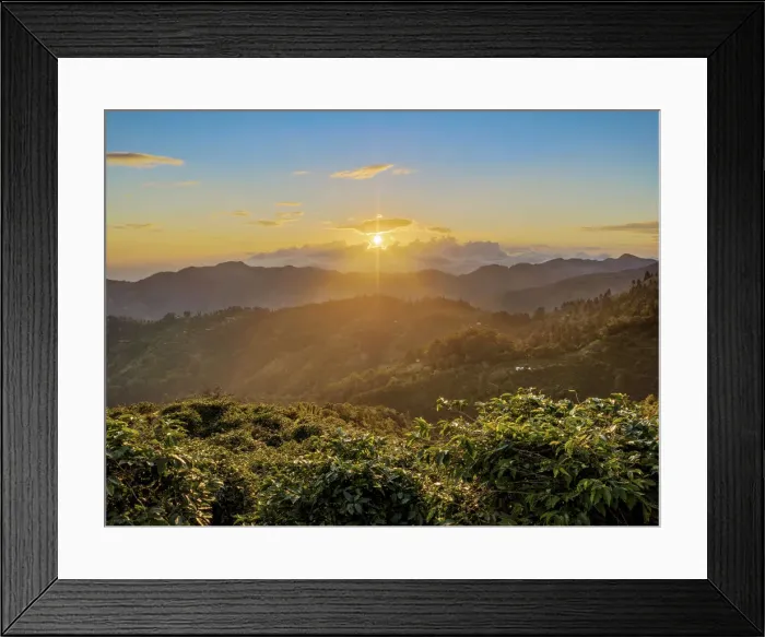 Framed Print : Coffee Plantation at sunset, Blue Mountains, Saint Thomas Parish, Jamaica, West Indies Framed Print : Coffee Plantation at sunset, Blue Mountains, Saint Thomas Parish, Jamaica, West Indies