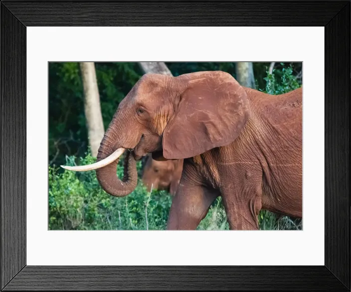 Framed Print : Elephant (Loxodonta africana), Tsavo East National Park, Kenya, East Africa, Africa Framed Print : Elephant (Loxodonta africana), Tsavo East National Park, Kenya, East Africa, Africa
