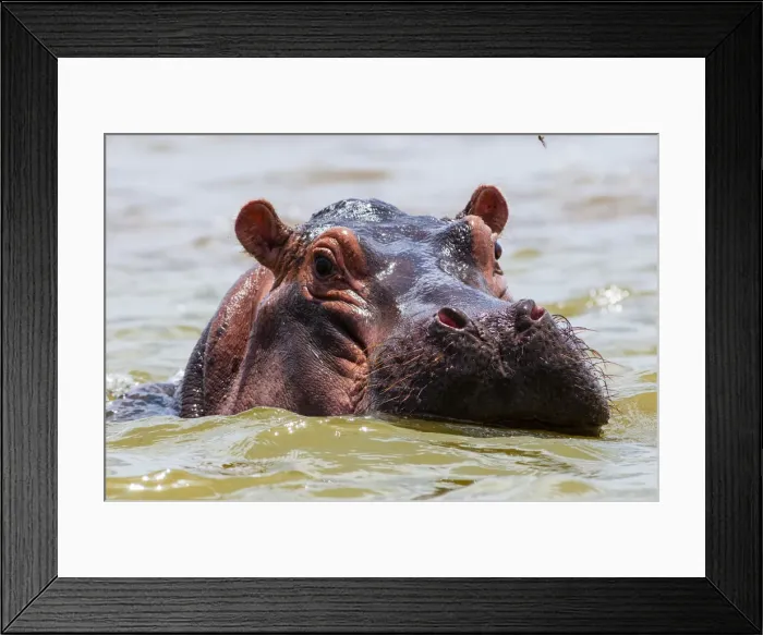 Framed Print : Hippopotamus (Hippopotamus amphibius), Lake Jipe, Tsavo West National Park, Kenya Framed Print : Hippopotamus (Hippopotamus amphibius), Lake Jipe, Tsavo West National Park, Kenya