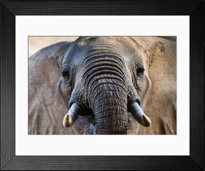 Framed Print : Elephant (Loxodonta africana), Taita Hills Wildlife Sanctuary, Kenya, East Africa, Africa Framed Print : Elephant (Loxodonta africana), Taita Hills Wildlife Sanctuary, Kenya, East Africa, Africa