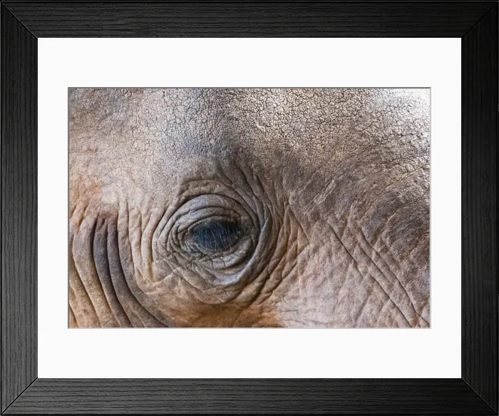 Framed Print : Close-up of eye, Elephant (Loxodonta africana), Taita Hills Wildlife Sanctuary, Kenya Framed Print : Close-up of eye, Elephant (Loxodonta africana), Taita Hills Wildlife Sanctuary, Kenya