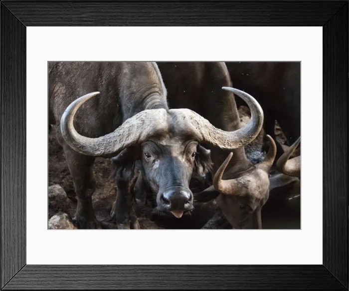Framed Print : African Buffalo (Syncerus caffer) drinking, Taita Hills Wildlife Sanctuary, Kenya Framed Print : African Buffalo (Syncerus caffer) drinking, Taita Hills Wildlife Sanctuary, Kenya
