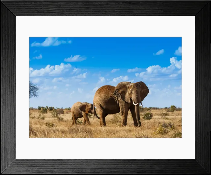 Framed Print : Female Elephant and two year old calf (Loxodonta africana), Tsavo East National Park Framed Print : Female Elephant and two year old calf (Loxodonta africana), Tsavo East National Park