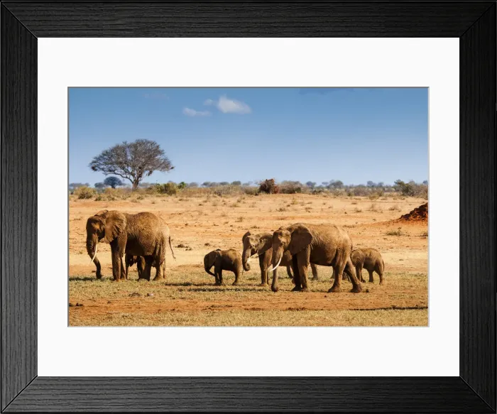 Framed Print : Elephants parade (Loxodonta africana), Tsavo East National Park, Kenya, East Africa Framed Print : Elephants parade (Loxodonta africana), Tsavo East National Park, Kenya, East Africa