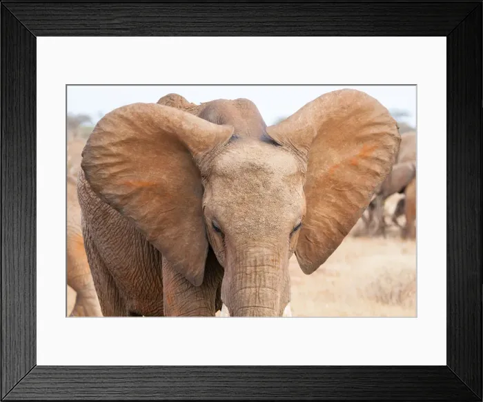 Framed Print : Elephant (Loxodonta africana), Tsavo East National Park, Kenya, East Africa, Africa Framed Print : Elephant (Loxodonta africana), Tsavo East National Park, Kenya, East Africa, Africa