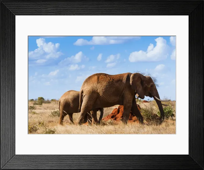 Framed Print : Female Elephant and two year old calf (Loxodonta africana), Tsavo East National Park Framed Print : Female Elephant and two year old calf (Loxodonta africana), Tsavo East National Park
