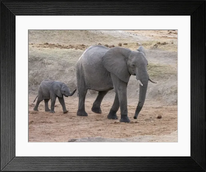 Framed Print : African bush elephant (Loxodonta africana), mother and calf in Hwange National Park Framed Print : African bush elephant (Loxodonta africana), mother and calf in Hwange National Park