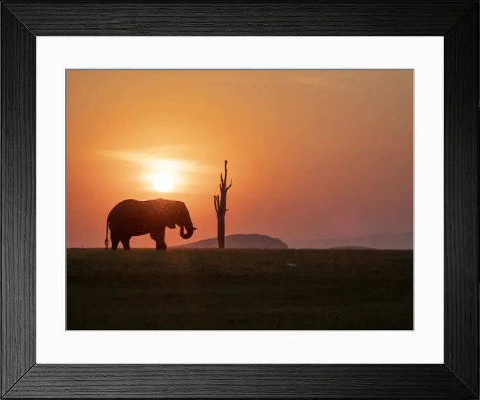 Framed Print : An adult African bush elephant (Loxodonta africana) at sunset on the shoreline of Lake