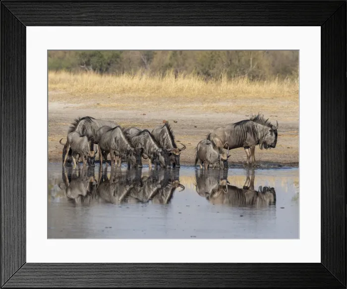 Framed Print : Adult common wildebeest (Connochaetes taurinus), drinking near the Lukosi River Framed Print : Adult common wildebeest (Connochaetes taurinus), drinking near the Lukosi River