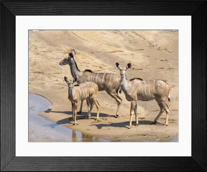Framed Print : Adult female greater kudus (Tragelaphus strepsiceros), with young in the Save Valley Framed Print : Adult female greater kudus (Tragelaphus strepsiceros), with young in the Save Valley