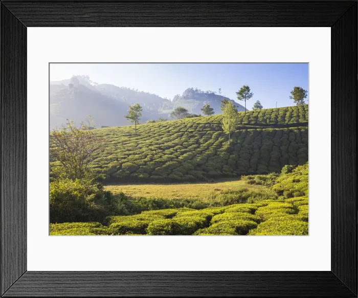 Framed Print : Tea Estate, Munnar, Kerala, India, Asia Framed Print : Tea Estate, Munnar, Kerala, India, Asia