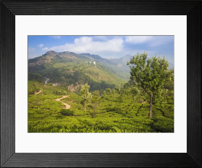 Framed Print : View of tea estate and Attukad Waterfalls, Munnar, Kerala, India, Asia Framed Print : View of tea estate and Attukad Waterfalls, Munnar, Kerala, India, Asia
