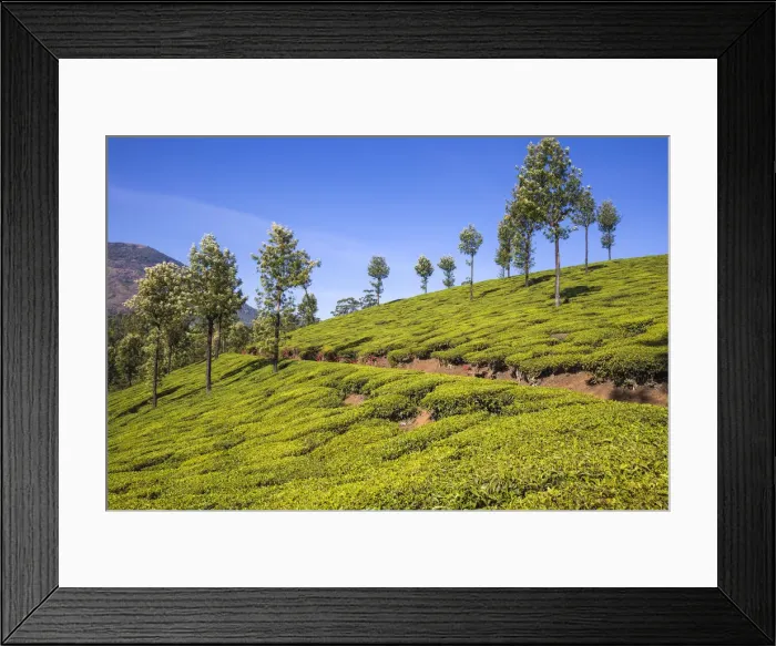 Framed Print : Tea Estate, Munnar, Kerala, India, Asia