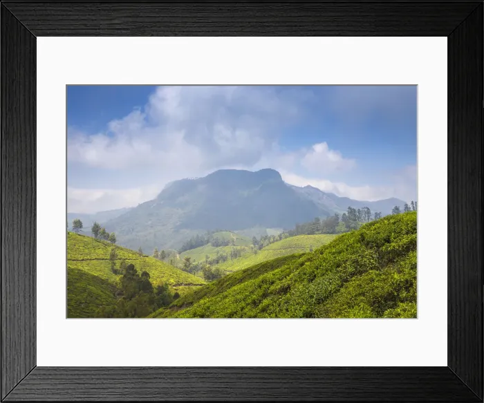 Framed Print : Tea estate near top station, Munnar, Kerala, India, Asia Framed Print : Tea estate near top station, Munnar, Kerala, India, Asia