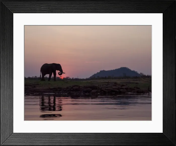 Framed Print : An adult African bush elephant (Loxodonta africana) at sunset on the shore of Lake Kariba Framed Print : An adult African bush elephant (Loxodonta africana) at sunset on the shore of Lake Kariba